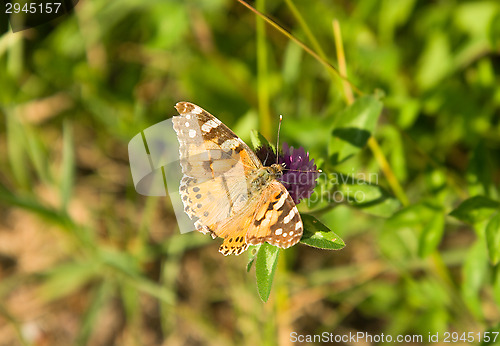 Image of Butterfly