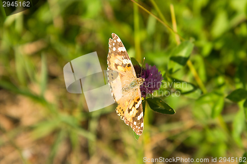 Image of Butterfly