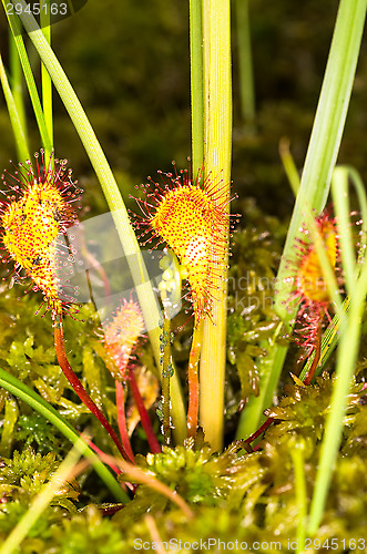 Image of Drosera