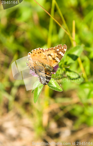 Image of Butterfly