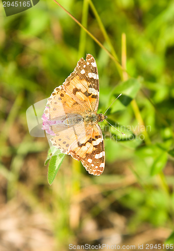 Image of Butterfly