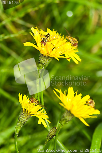 Image of Hoverflies