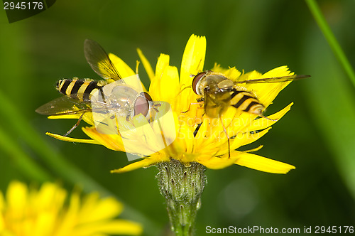 Image of Hoverflies