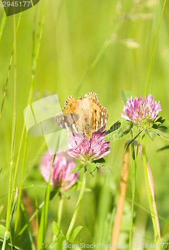 Image of Butterfly