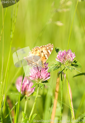 Image of Butterfly