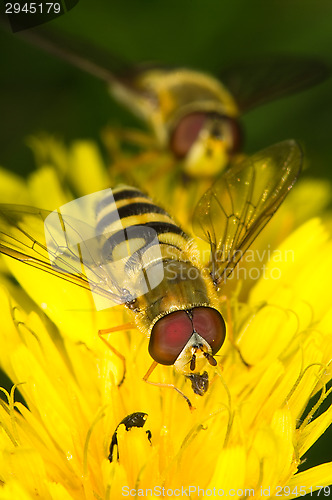 Image of Hoverflies