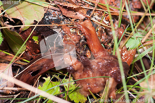 Image of Mushrooms