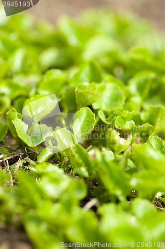 Image of Summer