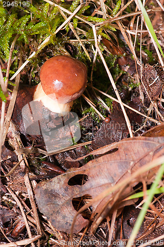 Image of Mushroom