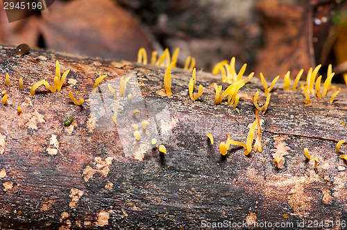 Image of Mushrooms