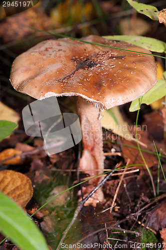 Image of Mushroom