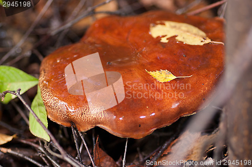 Image of Mushroom
