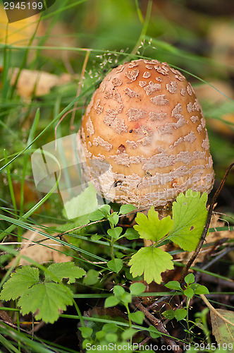 Image of Fly agaric