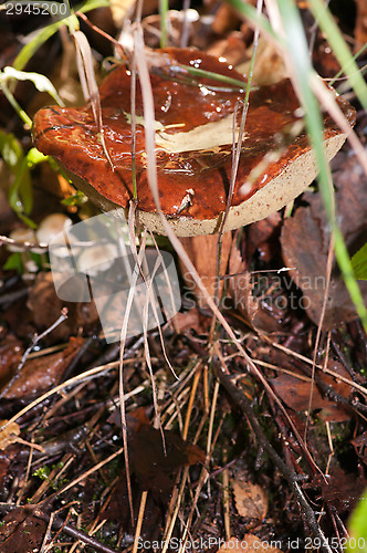 Image of Mushroom