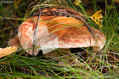 Image of Mushroom