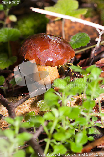 Image of Mushroom