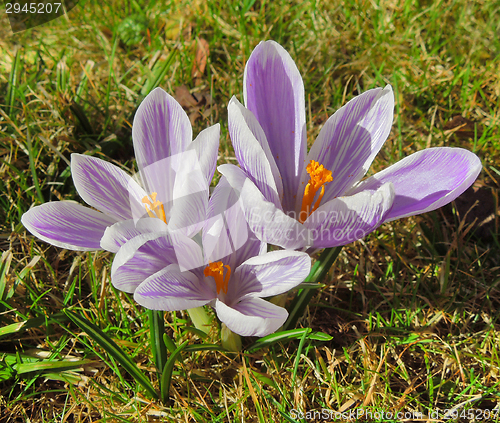 Image of crocus flowers