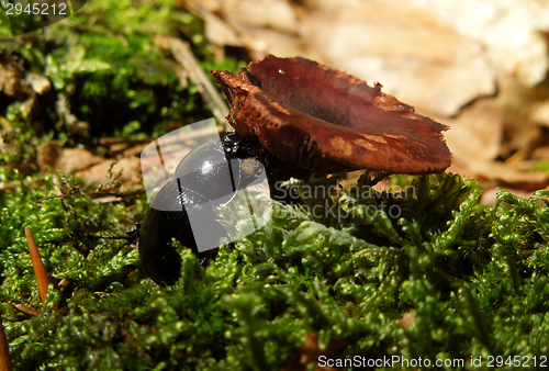 Image of dung beetle