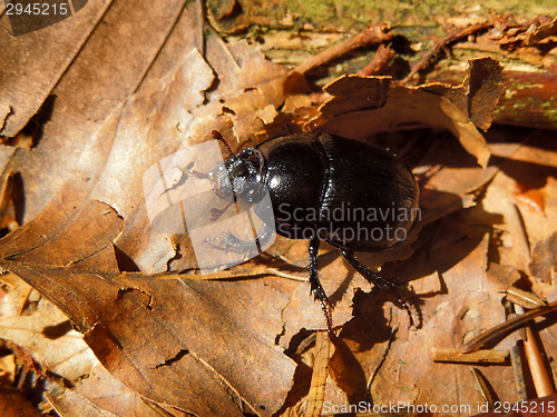 Image of dung beetle