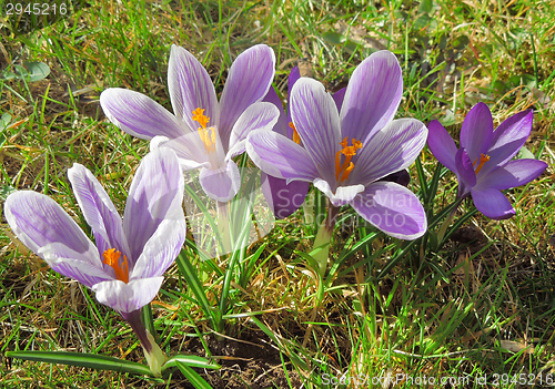 Image of crocus flowers