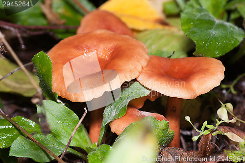 Image of Mushrooms