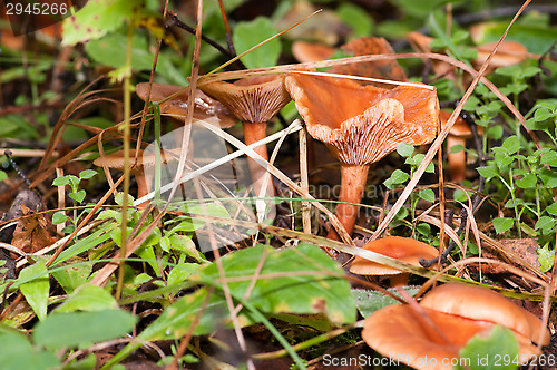 Image of Mushrooms