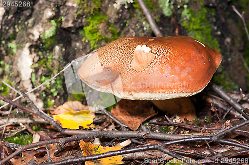 Image of Mushroom