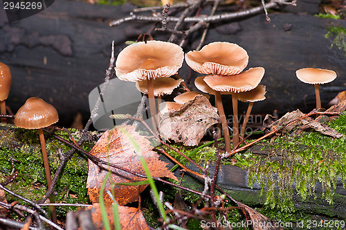 Image of Mushrooms