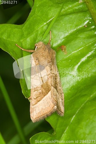 Image of Butterfly