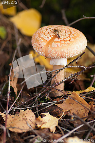 Image of Fly agaric