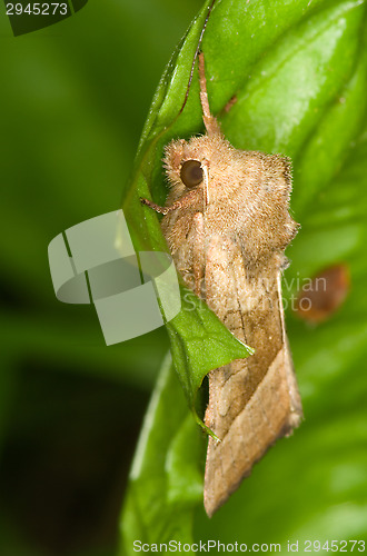 Image of Butterfly