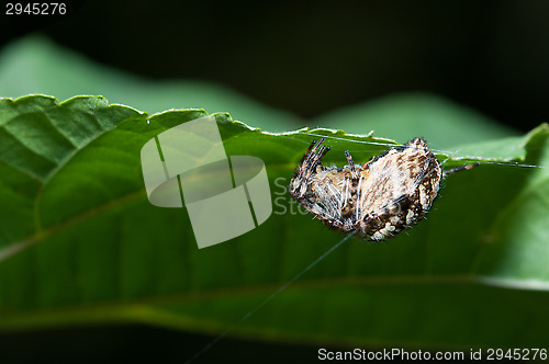 Image of Spider