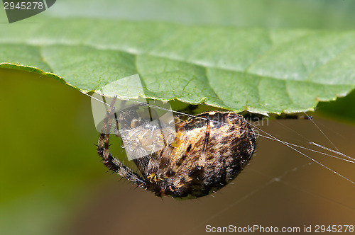 Image of Spider