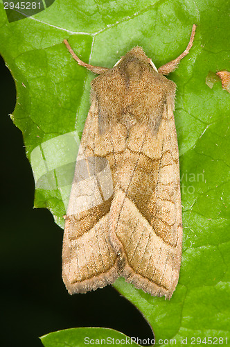 Image of Butterfly