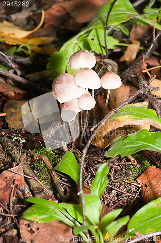 Image of Mushrooms