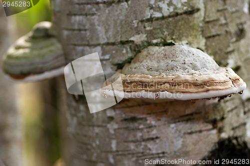 Image of Polypore