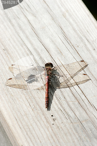 Image of Dragonfly