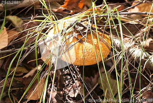 Image of Mushroom