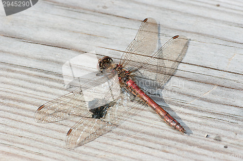 Image of Dragonfly