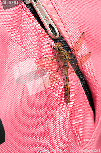 Image of Dragonfly