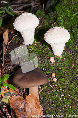 Image of Mushrooms