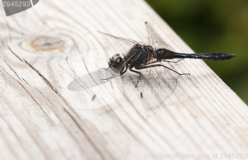 Image of Dragonfly