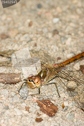 Image of Dragonfly