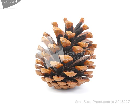 Image of Pine Cone