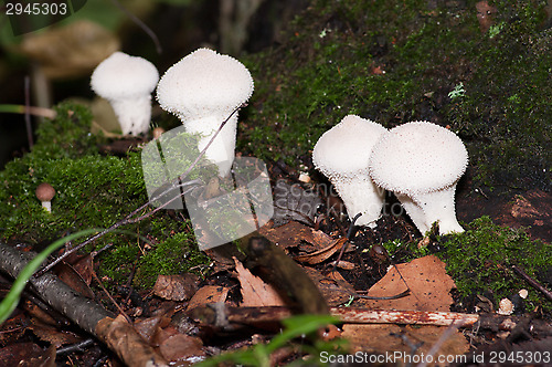 Image of Mushrooms
