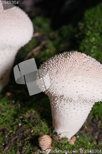 Image of Mushrooms