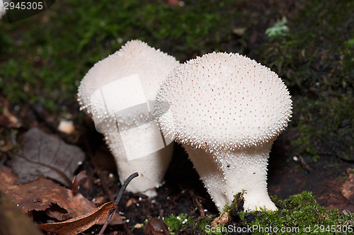 Image of Mushrooms