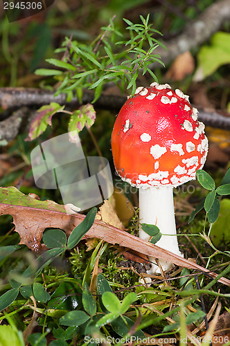 Image of Fly agaric