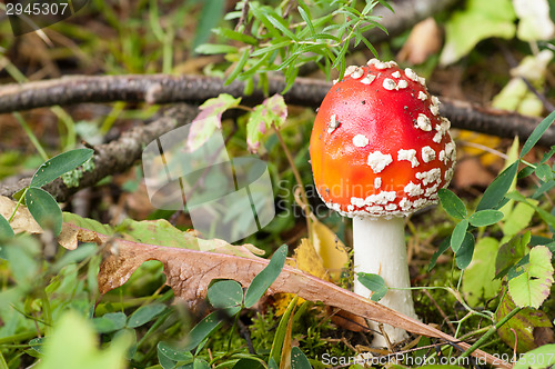 Image of Fly agaric