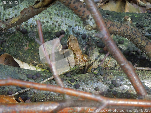 Image of grass frog